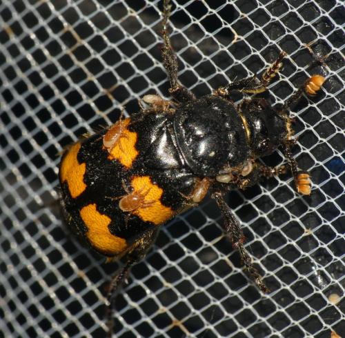 Poecilochirus sp.
